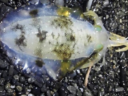 太刀魚連日釣果！エギングではアオリイカも